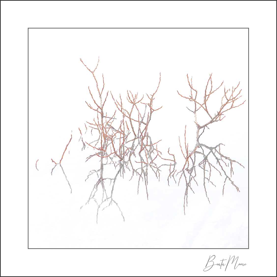 Beata Moore (@beam00re) on Twitter photo An image that needs an explanation - a few plant branches reflected in a freezing cold puddle. Losing the browns of the twigs in the reflection somehow refined this photo. Just a little slice of winter starkness, but it pleased me. <a href="/CanonUKandIE/">Canon UK and Ireland</a> @Benro_UK An image that needs an explanation - a few plant branches reflected in a freezing cold puddle. Losing the browns of the twigs in the reflection somehow refined this photo. Just a little slice of winter starkness, but it pleased me. <a href="/CanonUKandIE/">Canon UK and Ireland</a> @Benro_UK