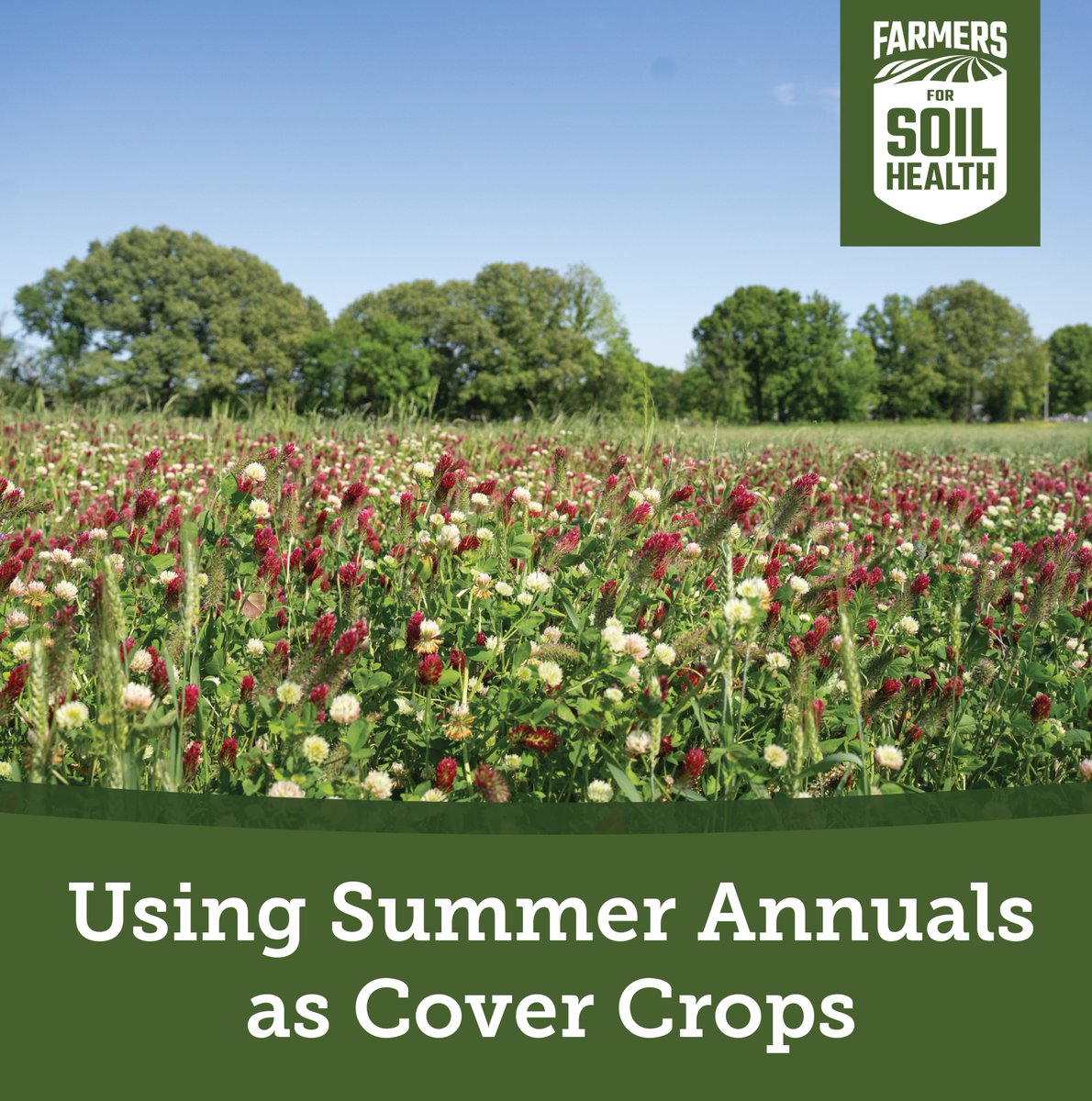 Researchers planted 70+ summer annual cover crops across different sites in Nebraska to determine which planting times have the best results. 

Read the article below to find the best options for your operation.
FarmProgress.com/cover-crops/pl…