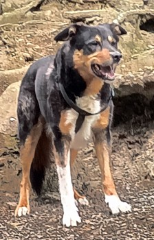 millypod1's tweet image. 🆘16 DEC 2024 #Lost MAX #ScanMe
ELDERLY Black/Tan &amp;amp; White Border Collie Male
Wordsworth Road / Fern Gore area 
#Accrington #Lancashire #BB5
Near Mount Carmel School and Bullough Park.
doglost.co.uk/dog-blog.php?d…