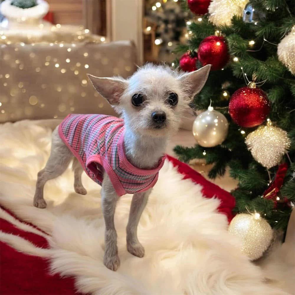 My name is Miss Elizabeth and I'm ready to brighten your spirits!  Take me home and I will bring the light right into your life. I am a sweet, itty-bitty girl who wants a nice, quiet place to chill and receive belly rubs. I love a warm lap to snuggle on and👇