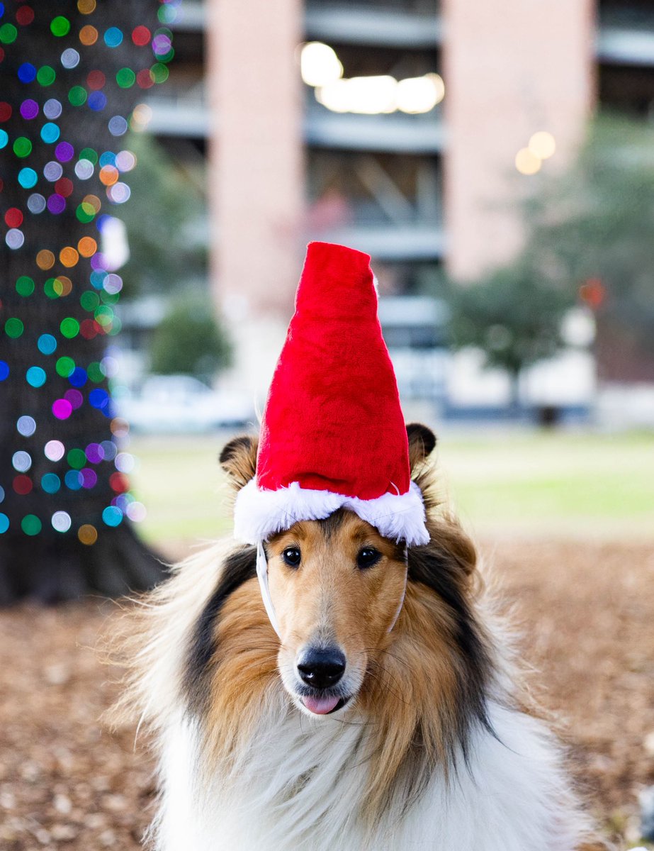 Santa Paws Mode: Activated 🎄