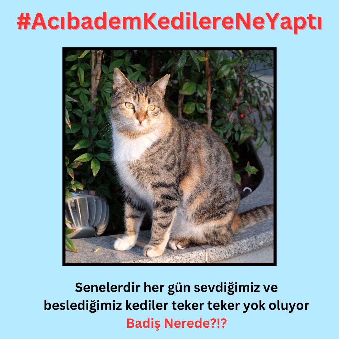 #AcıbademKedilereNeYaptı