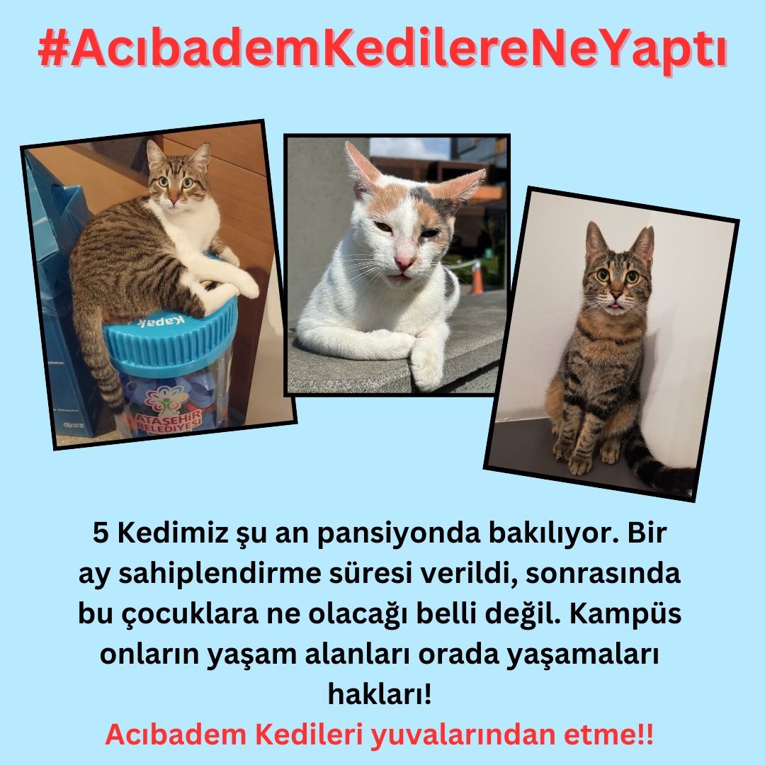 Kampüsteki kedilerimizin yaşam güvenliğini istiyoruz
#AcıbademKedilereNeYaptı