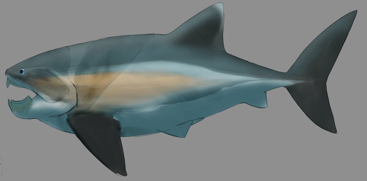 Evoincarnate's tweet photo. MY OWN DUNKLEOSTEUS THREAD!!
there has been a decent amount of change to this animal and i feel i might explain how to reconstruct this animal and the reasons i reconstruct it the way i do!! https://t.co/dTJFjYdlat
