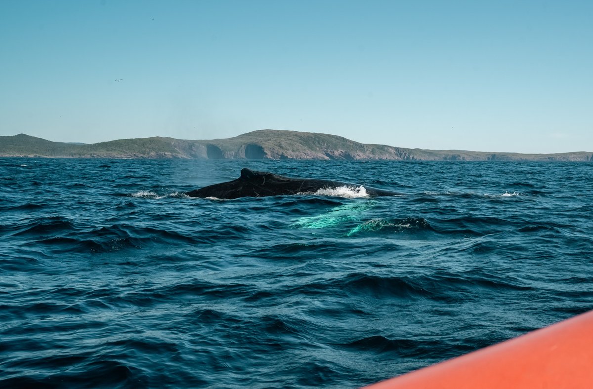 Ocean Quest tweet media
