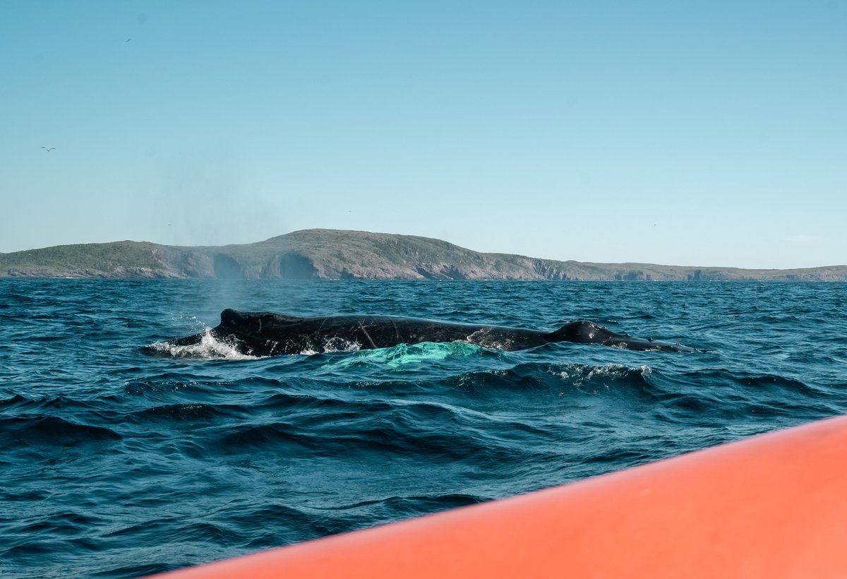 Ocean Quest tweet media