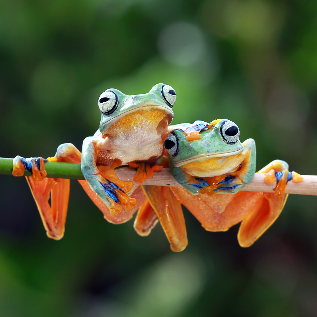 Hang with us in Costa Rica in 2026! From stunning landscapes and rich biodiversity to friendly locals, Costa Rica is the perfect destination. Dive into our specially crafted itinerary, there's something for everyone!

#CostaRica #UnCruiseAdventures #PuraVida