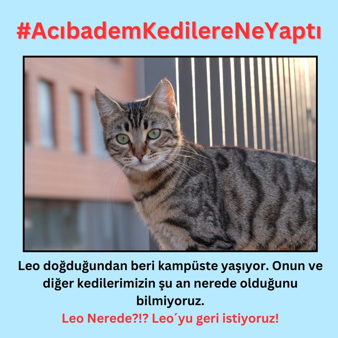 keyboardcu's tweet photo. Leo, Badis ve diğer kedilerimiz nerede @acibademuniversitesi ? 
İstanbul gibi bir kedi şehrinde, şehrin tam ortasına üniversite kampüsü kurup kedileri istemiyorum diyemezsiniz!!! 
Acıbadem Üniversitesi’nde yıllardır beslediğimiz, kısırlaştırıp tedavi ettirdiğimiz kedilerimiz https://t.co/hFKK40tzRa