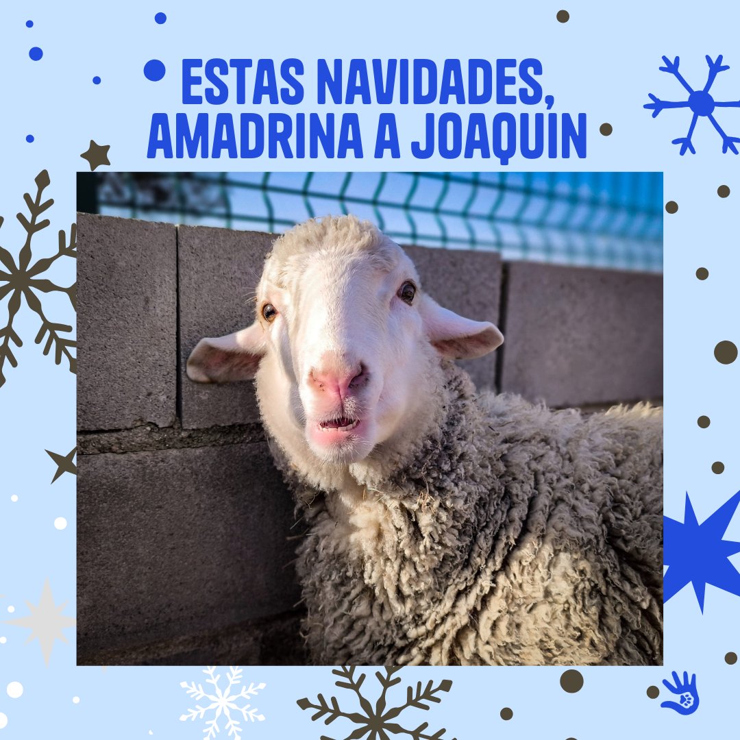 🎄🎅🏻Te presentamos a uno de nuestros jovenzuelos: Joaquín 🐏. Llegó siendo un bebé y ahora vive feliz junto a su inseparable amigo Noé.
🎁 Escribe a comunicacion@salvandopeludos.org para amadrinar a Joaquín desde 5€/mes.
#cordero #santuariodeanimales #santuariosalvandopeludos