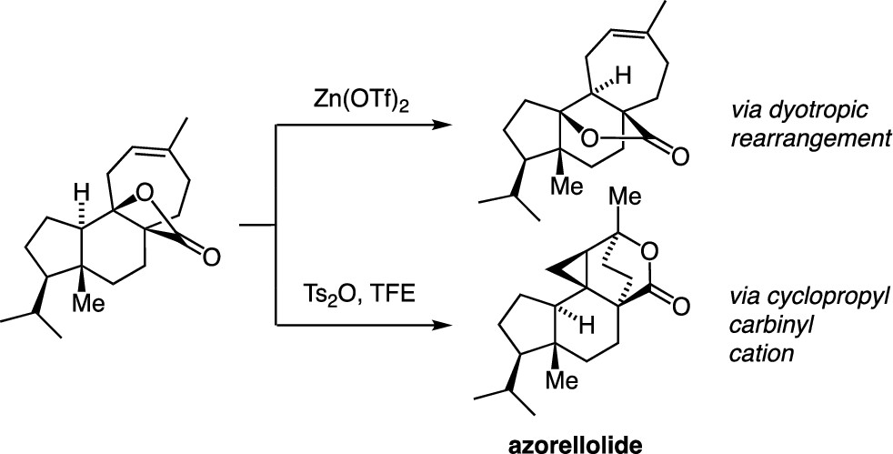 Dirk H. Trauner (@dirktrauner) on Twitter photo Azorellolide! How can you not work on a natural product that starts with "Azo"? Great collaboration with <a href="/TantilloLab/">Tantillo Lab</a>.
I have to say my respect for carbocations has enormously gown through this project. They are just too high in energy and have too many options. But you can tame Azorellolide! How can you not work on a natural product that starts with "Azo"? Great collaboration with <a href="/TantilloLab/">Tantillo Lab</a>.
I have to say my respect for carbocations has enormously gown through this project. They are just too high in energy and have too many options. But you can tame