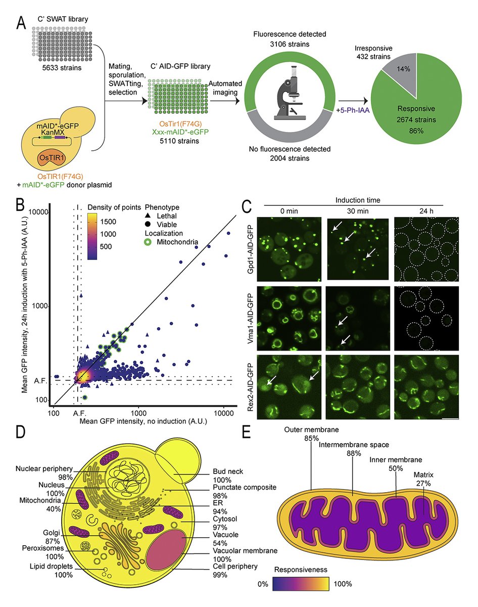 Journal of Cell Biology (@jcellbiol) on Twitter photo Valenti, David, Schuldiner et al. <a href="/WeizmannScience/">Weizmann Institute</a> created a proteome-wide yeast degron library for rapid in vivo protein depletion. This tool enables dynamic protein function studies with minimal cellular rewiring, advancing beyond prior collections. hubs.la/Q0302VkW0 Valenti, David, Schuldiner et al. <a href="/WeizmannScience/">Weizmann Institute</a> created a proteome-wide yeast degron library for rapid in vivo protein depletion. This tool enables dynamic protein function studies with minimal cellular rewiring, advancing beyond prior collections. hubs.la/Q0302VkW0