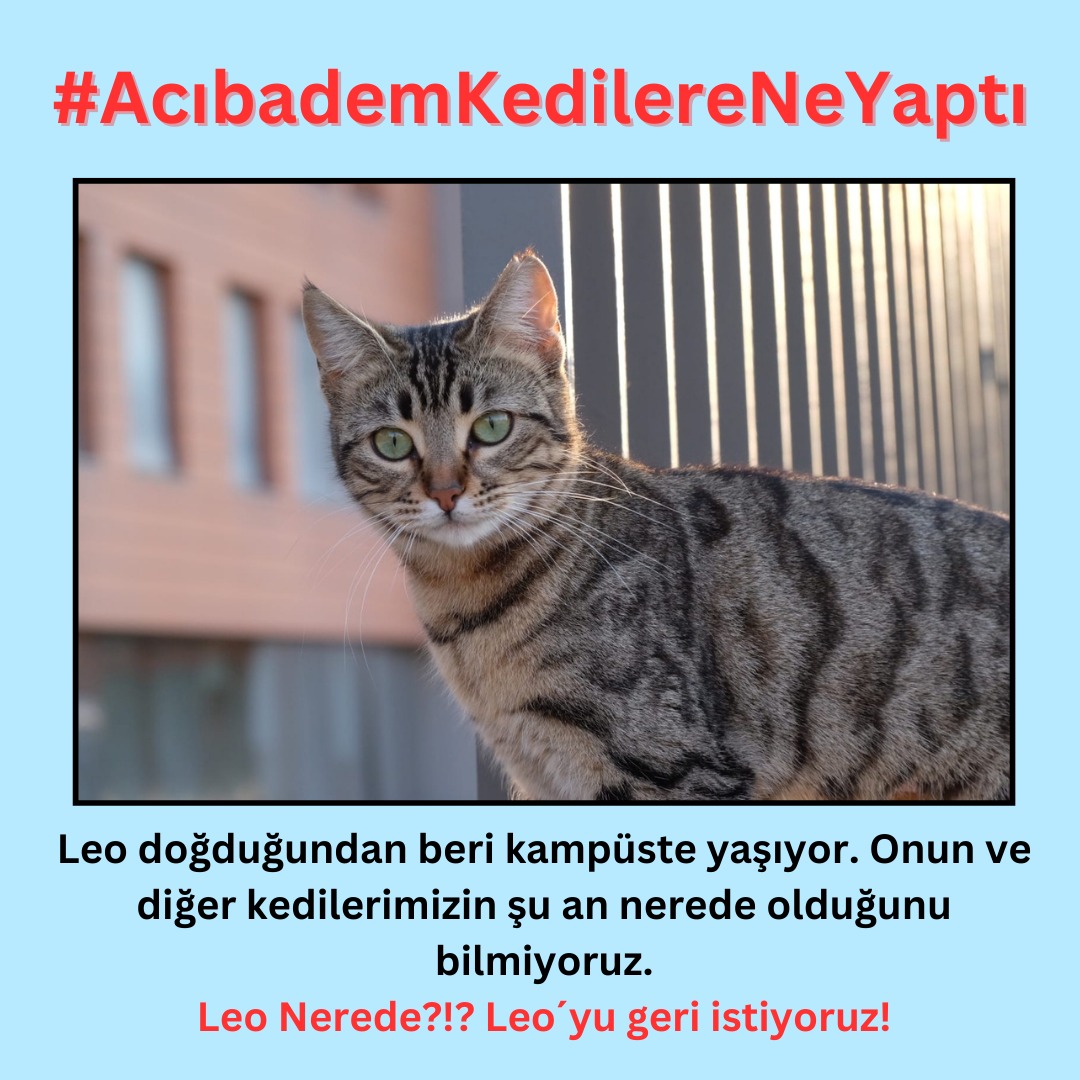 Leo ve diğerleri nerede?
#AcıbademKedilereNeYaptı