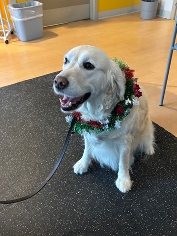 Tis the season for holiday pups! 🐶✨

Always a pleasure welcoming <a href="/SJAOntario/">St.John Ambulance ON</a> therapy dogs and handlers to our hospitals to help our Osler team members get into the holiday spirit!

Special thanks to our Healthy Workplace &amp; Recreation Therapy teams for bringing the holiday