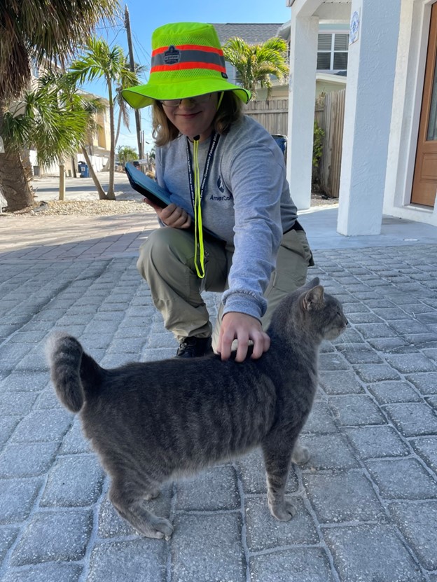 a person petting a cat