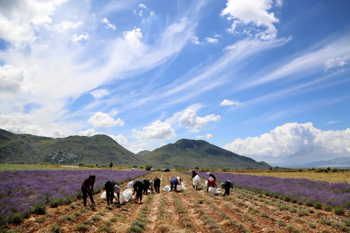 CompeteSebashku's tweet image. Today, on #NationalDiasporaDay and #InternationalMigrantsDay, we celebrate Emiland Skora, a shining example of the incredible potential of the Albanian diaspora.

👉Read the story: lnkd.in/efvhPPGM

Made in Albania, Ready for the World 🇦🇱➡️🌍

#USAIDCompeteSëbashku