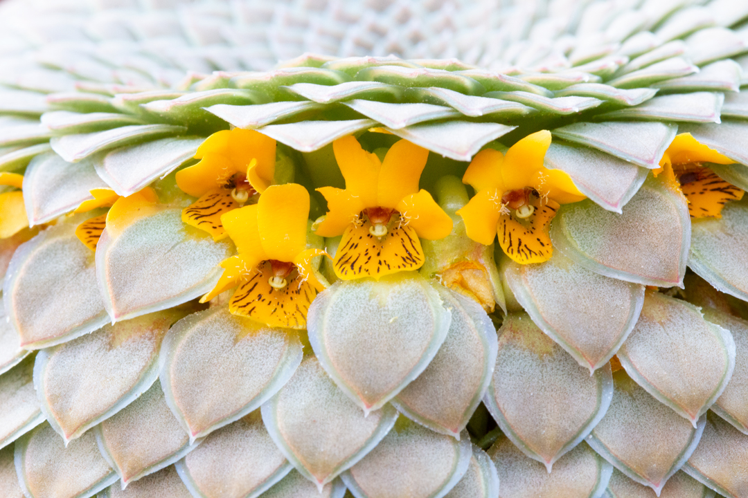 Hola! Les presento a Viola imbricata (Menegoz &amp; Celis-Diez), “Viola Catita”. Una nueva especie de Viola para Chile, del sub-genero Neoandinium registrada para los Andes de las regiones del Maule y Ñuble (1/4) fotos de Cesar Muñoz <a href="/IEBChile/">Instituto de Ecología y Biodiversidad - IEB</a> <a href="/AgroPUCV/">Agronomía PUCV</a> <a href="/CentroCeres/">Centro Ceres</a> <a href="/AccionClimaPUCV/">Centro de Acción Climática PUCV</a>