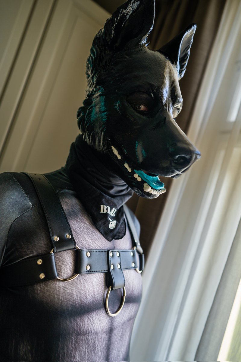 PupMurMur's tweet photo. Have you been a good boy? 😏

📸 @Purple_Pawsky https://t.co/j5N5wKWzK4