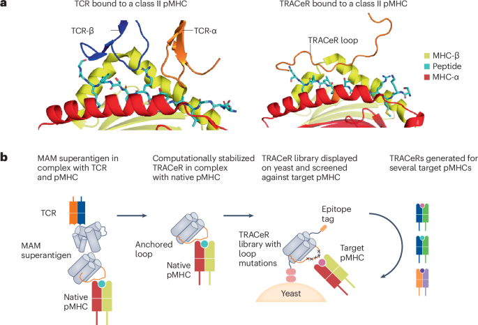 A synthetic scaffold to target peptide–MHC complexes #NBTNV go.nature.com/3ZFVH0O