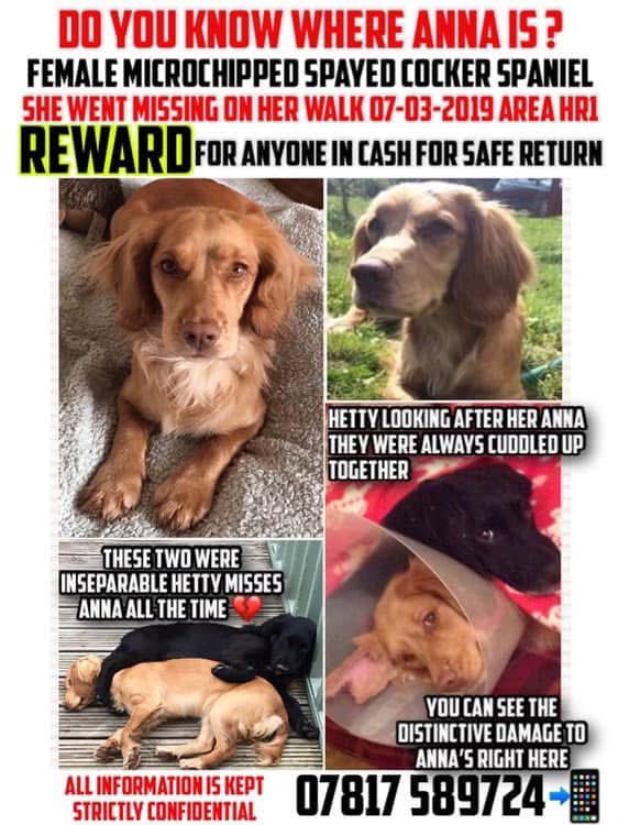 rosieDoc2's tweet image. #Spanielhour 

STILL MISSING/STOLEN #theftbyfinding DO THE RIGHT THING &amp;amp; BRING #beautifulAnna home
 ANNA went missing VERY close to home 7/3/19 #Hereford #HR1
ANNA has part of right ear missing due to an op- pls if you have bought a golden/lemonade #cocker CHECK HER EAR