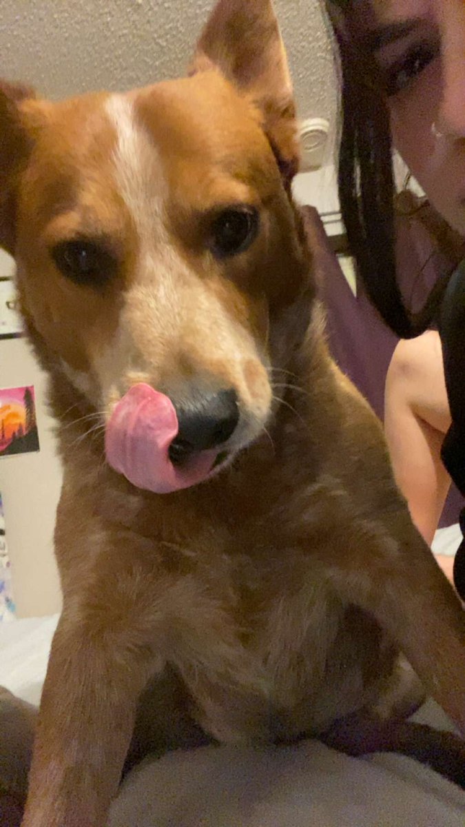 Mamas sweet boy, Whiskey💚