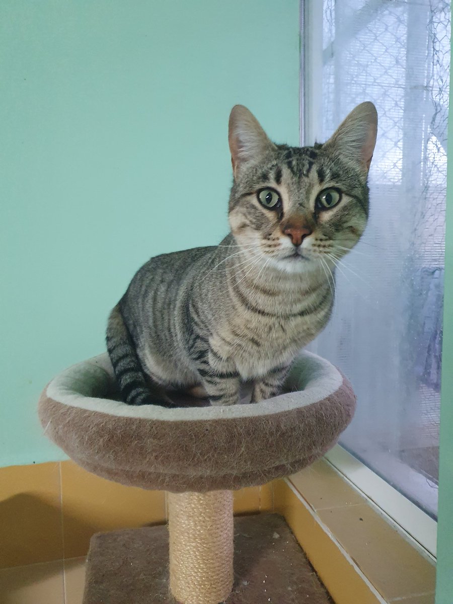 ¿Es cierto que en Navidad todo lo que deseas puede hacerse realidad? Pues yo lo único que quiero es encontrar una familia que me quiera, ¿es mucho pedir? 🥺

¿Nos ayudas a hacer que se cumpla el deseo navideño de VITO? 🎄

#Adopta #Difunde #Cambiavidas #gato #europeo #atigrado