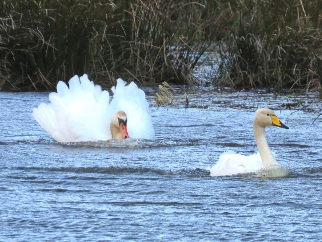 KevinIngleby1's tweet photo. 6 Whooper Swans on Glencorse Reservoir this morning, this one getting chased by local Mute Swan.
@birdinglothian https://t.co/1nMkPaaryw