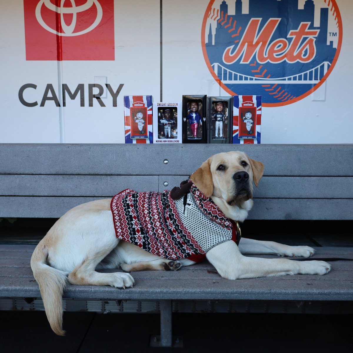 MetsVetDog's tweet image. Here to bring some holiday cheer to some very lucky frens! 🎁

Repost this for a chance to win one of my favorite bobbleheads &amp;amp; then be sure to follow me (@MetsVetDog) for more #12DaysofBuddy! Five winners will be chosen at random.

Rules: bit.ly/4gnaVyM