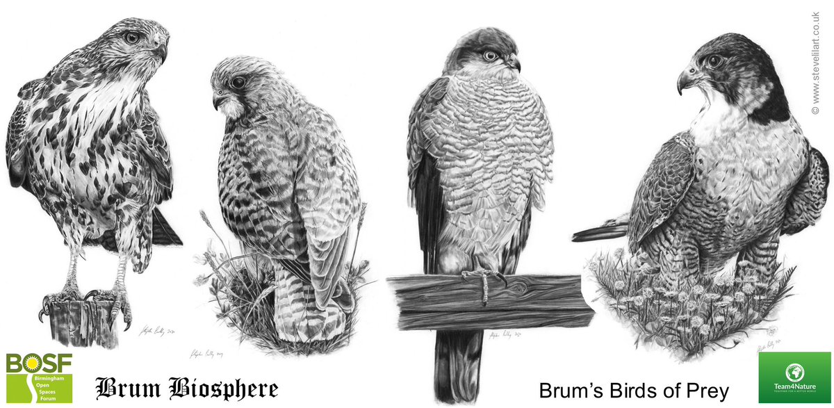 Team4Nature's tweet photo. Looking for a Christmas gift that’s impressive &amp; impactful? 🎁

The Brum Birds of Prey collection combines stunning @stevelilart artwork with a commitment to conservation

15% of sales support @BOSFonline 

From cards &amp; keyrings to limited edition items:
https://t.co/KIu6QIyegQ https://t.co/nJzF0lGR2G
