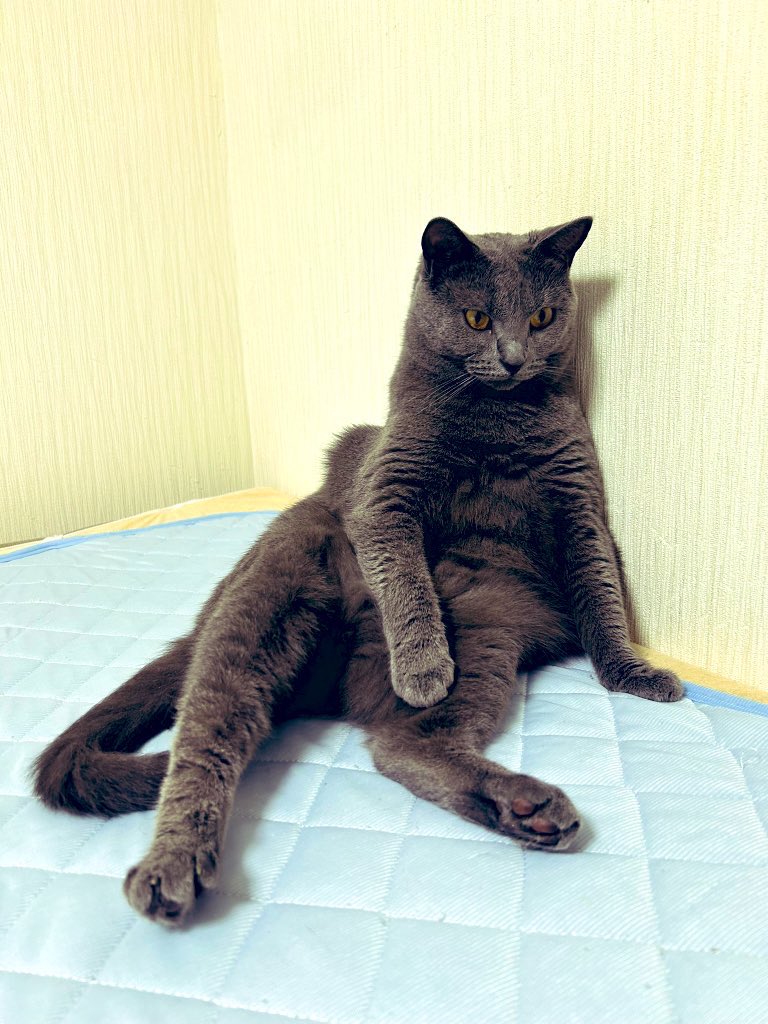 sebasu_g's tweet photo. ムチムチボディ(最近太り気味)
#猫 #シャルトリュー https://t.co/SW9VDcd3QU