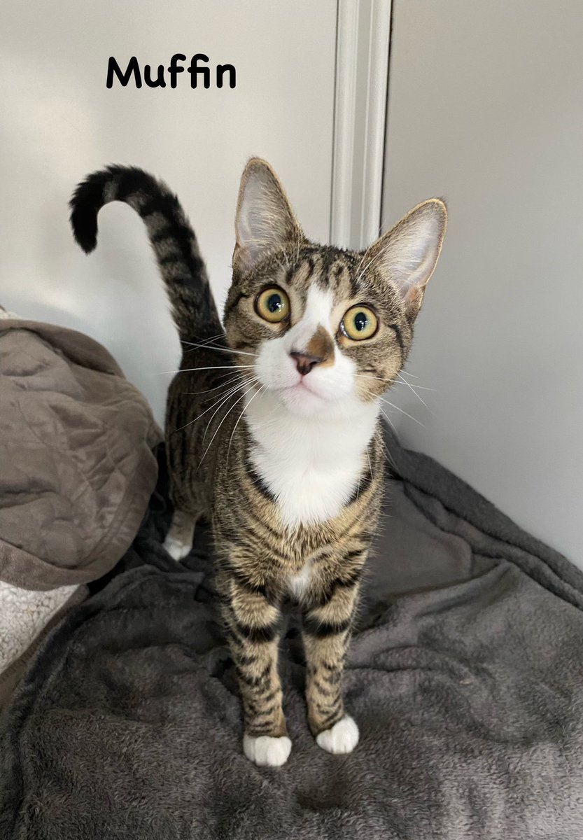 shelternews's tweet photo. Some very #happyhoming news for cat number 10 from our Cat Advent Calendar Muffin, sheโs found her new home.
Sending best wishes and a Happy Christmas to her and her new family ๐ธ
#hurrayforhomings #catadvent https://t.co/9UwXBaeGqF