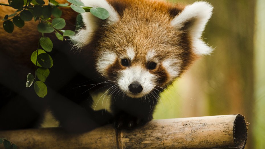 Red Panda Every Hour! tweet media