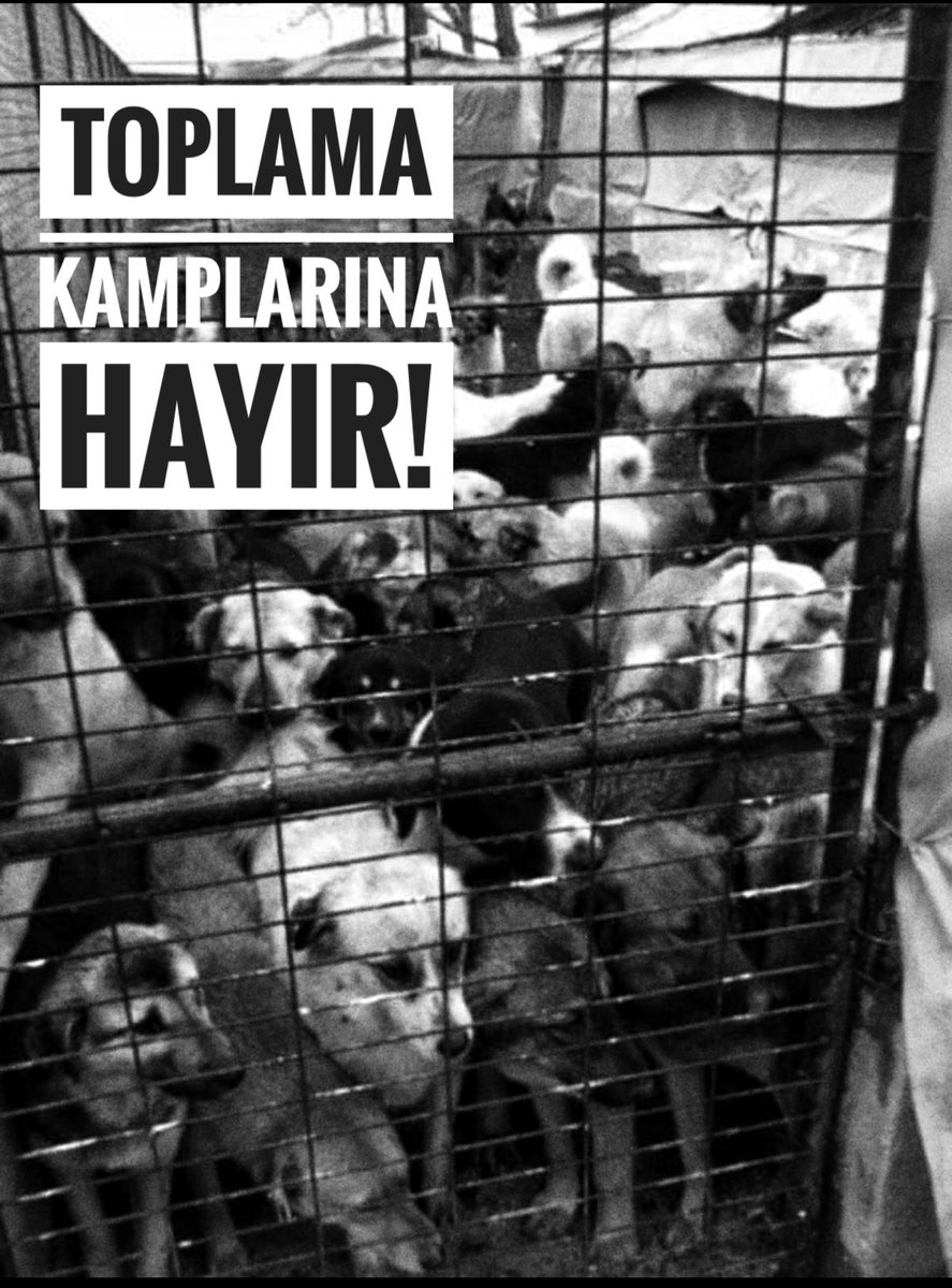 7527 sayılı ‘hayvanları topla, tecrit et, tut, yuva bulamazsa öldür’ yasasına karşı mecliste çıkardığınız sesi, sokaklarda, meydanlarda mücadelemize verdiğiniz desteği unutmadık. 

Ancak mücadelemiz de sorumluluğumuz da bitmedi. Şimdi meşru olmayan bu katliam yasasına ve bu