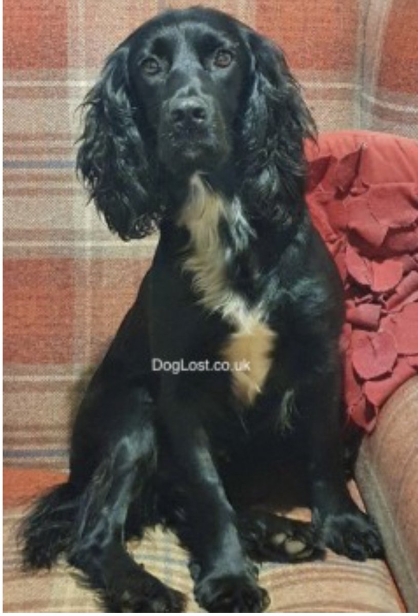 bs2510's tweet photo. BELLE #SpanielHour
Female #Sprocker Adult Black & white Microchipped wearing a red collar
#Missing 28 Oct 2022 disappeared from farm Cwmwysg #Trecastle #Brecon #Wales LD3
https://t.co/SCju3Xdmc1 https://t.co/jArAaBaU3u