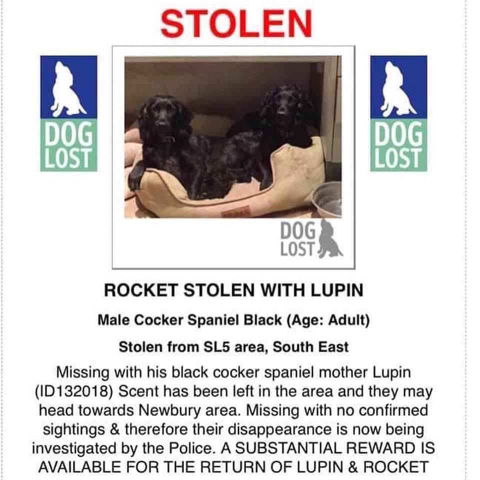 rosieDoc2's tweet photo. #SpanielHour
ROCKET & LUPIN WERE TAKEN 16/7/18
#Ascott
Two beautiful #Cockers
LUPIN is ROCKETS MUM
Where have you both gone
Heartbreaking thinking they were possibly separated 😪
https://t.co/8b2UProkBc
https://t.co/deqiGQjPDf
Both long docked tails/chipped https://t.co/XA8GQ8OSIA