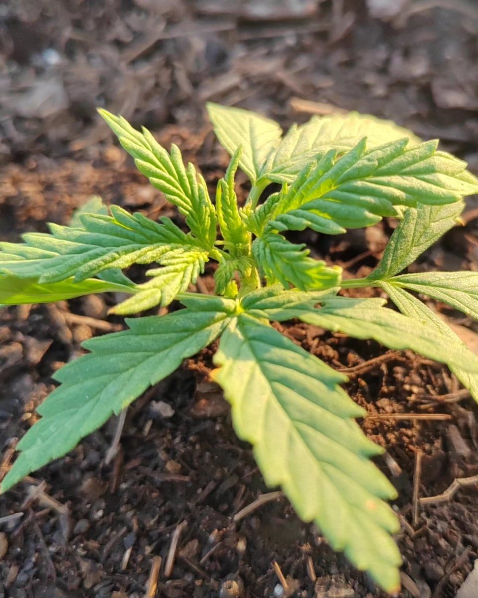 Girl scout kush auto de @pure_instinto con primera semana de fertilización con @xaratanga.nutrients