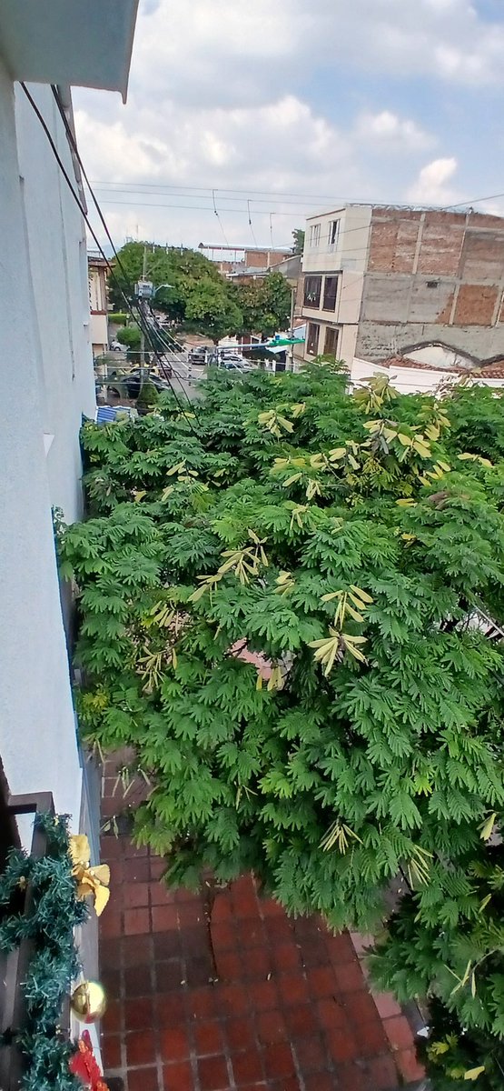 c_aragon10's tweet photo. Buenas tardes srs del @DagmaOficial , este arbol ha crecido sin control alguno y miren ya donde va, en la noche genera demasiada oscuridad.  Aclaro, no se pide que lo talen pero si que por favor le hagan un debido tratamiento. 📍Calle 12A con 23D Junin, gracias. https://t.co/06Lx7ymvhK