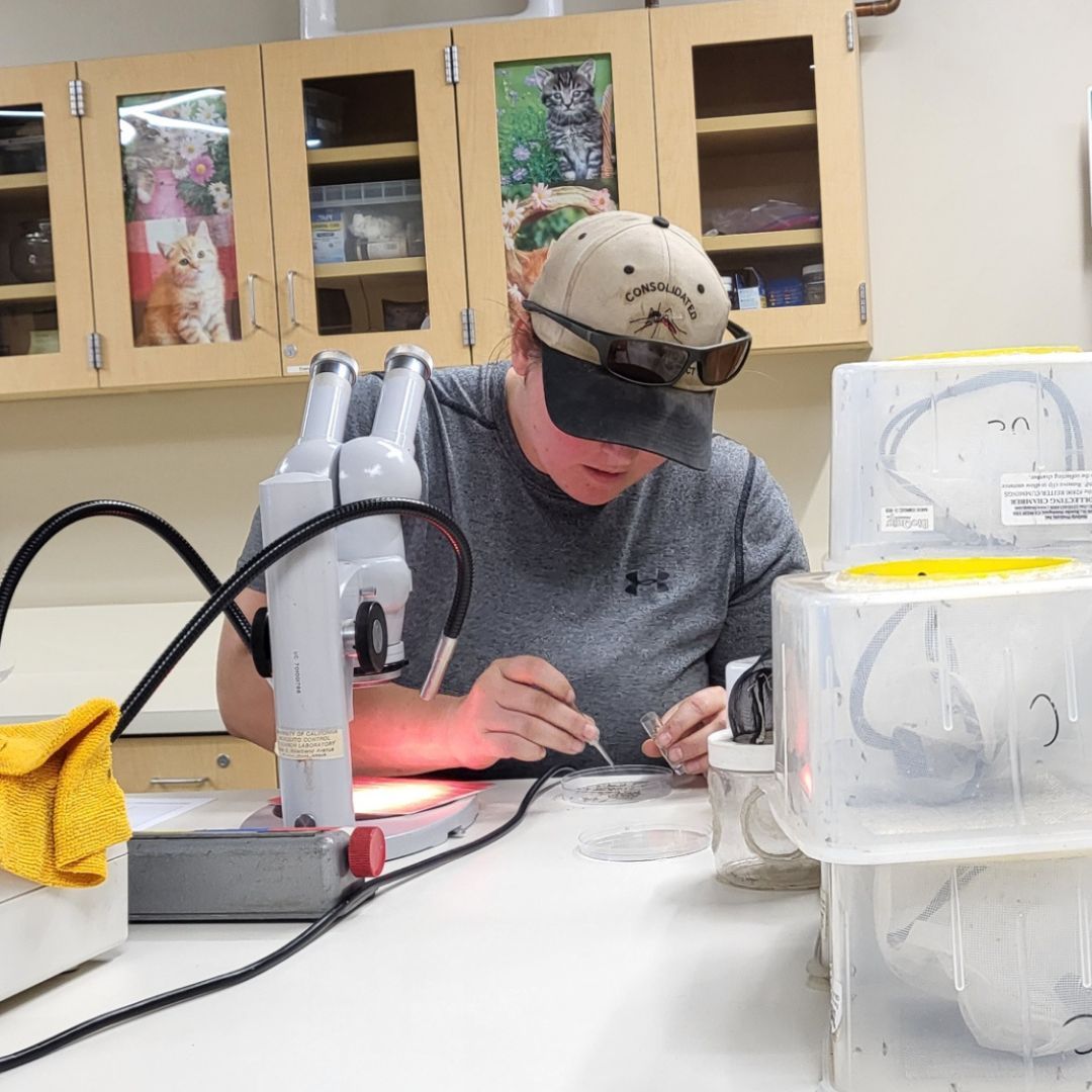 ConsolidatedMAD's tweet photo. Meet this week's Mosquito Warrior! 

Vector Management Specialist Katherine is painstakingly sorting 100's of trap collected mosquitoes. Her hard work for the past 8 years has the District buzzing with gratitude.

#MosquitoWarrior https://t.co/zJySsQ0lny