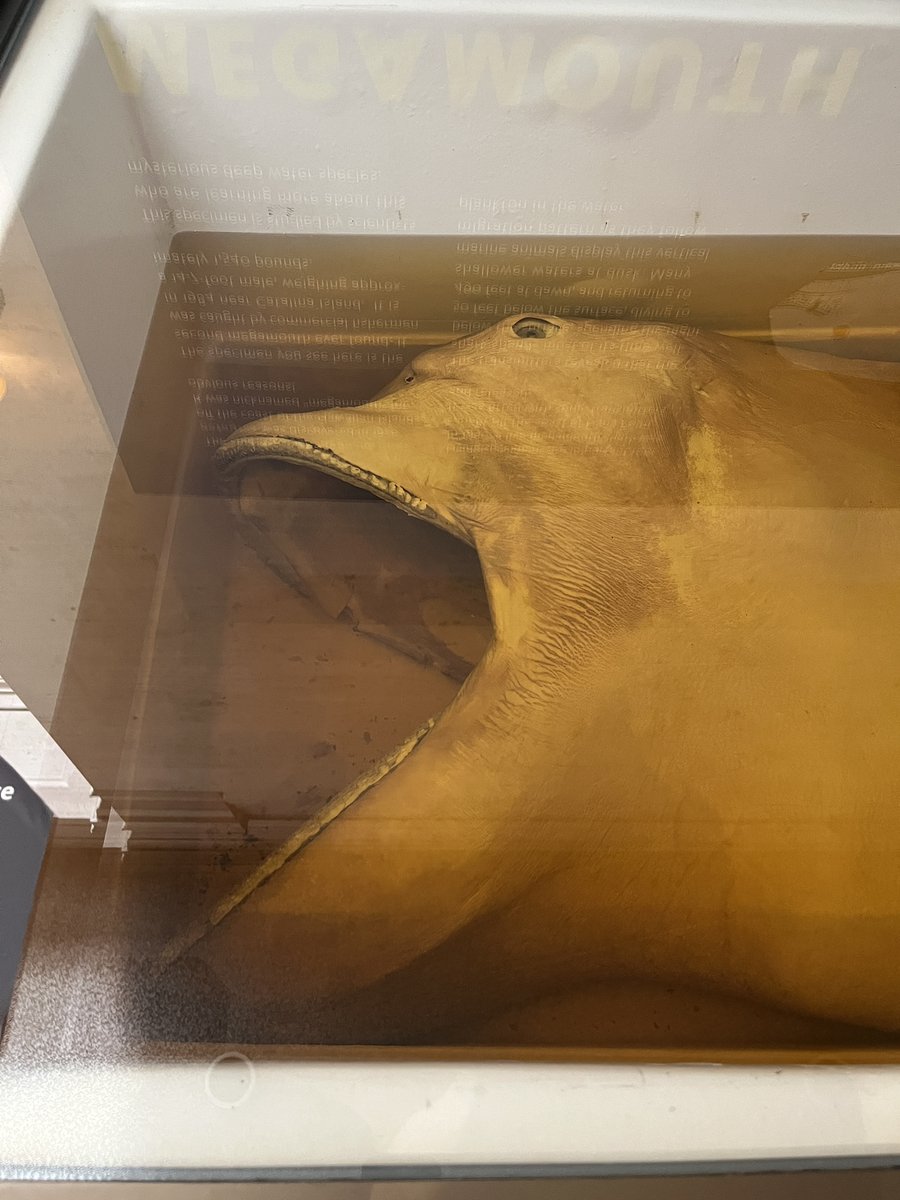 SUE the T. rex tweet media