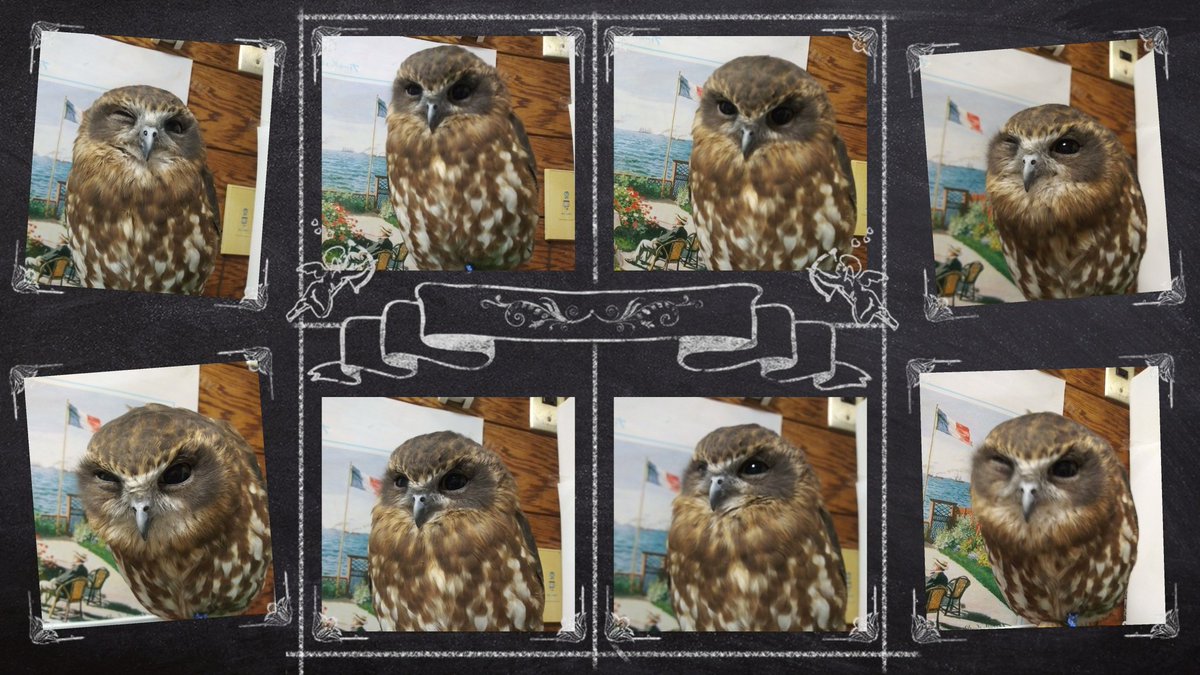 おはぎ🦉と🦉🦉🦜ズ tweet media