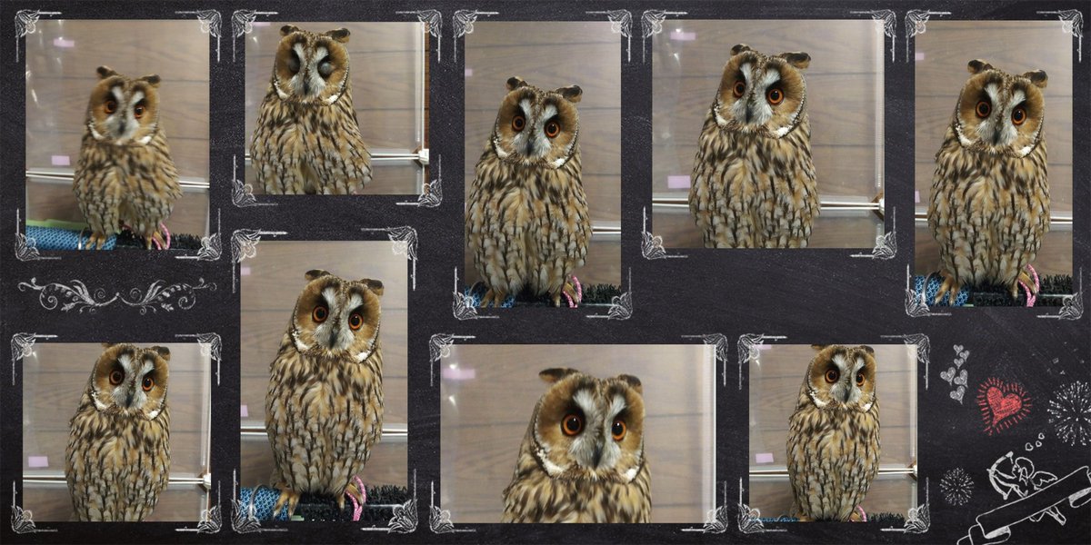 おはぎ🦉と🦉🦉🦜ズ tweet media