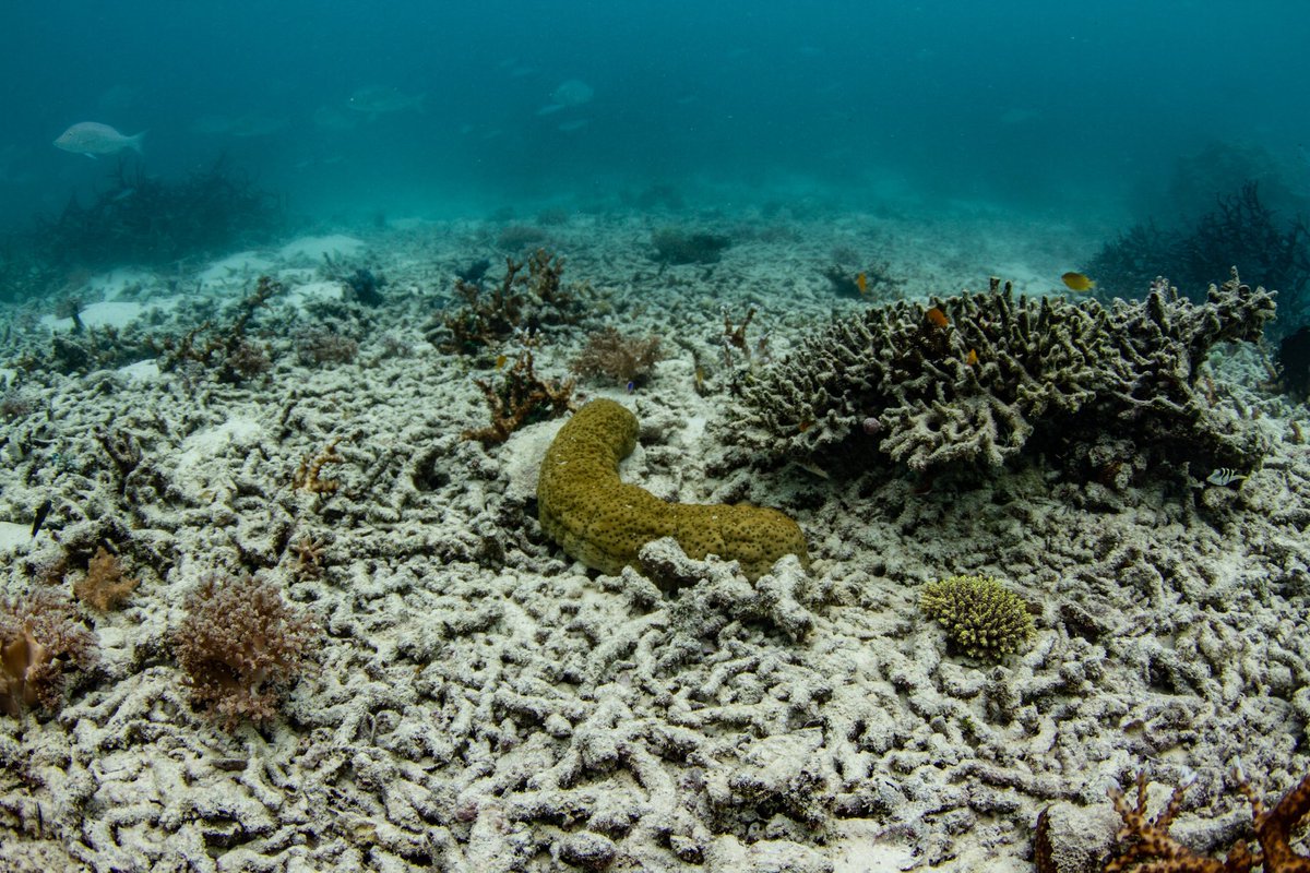 Kristen McSpadden tweet media