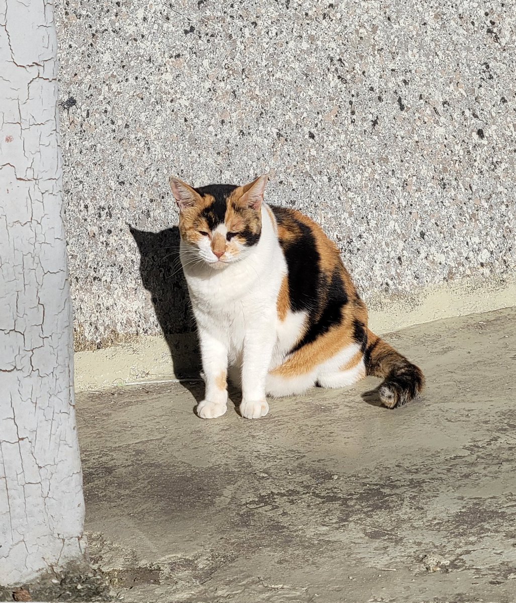보고싶은 삼색이 😿
잘 지내고 있을거라고 생각할게
언제나 기다리고 있을거야 ㅠ