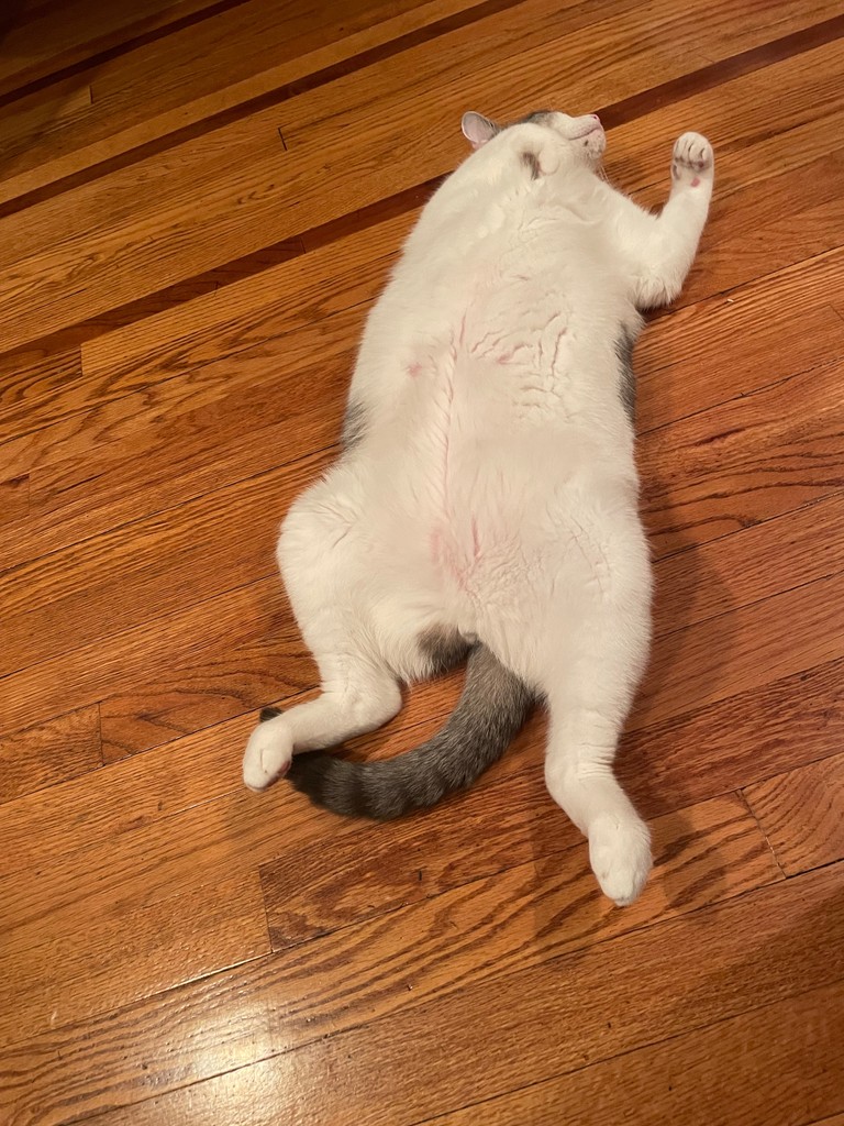 Jasper does, too!
.
#jasperthegreat #domesticshorthair #meow #cat #cats  #pets #nyccats #kitty #thedailykitten #pawsandpaws #instacat #dailyfluff #petoftheday #bestmeow #catlovers #catlife #catstagram