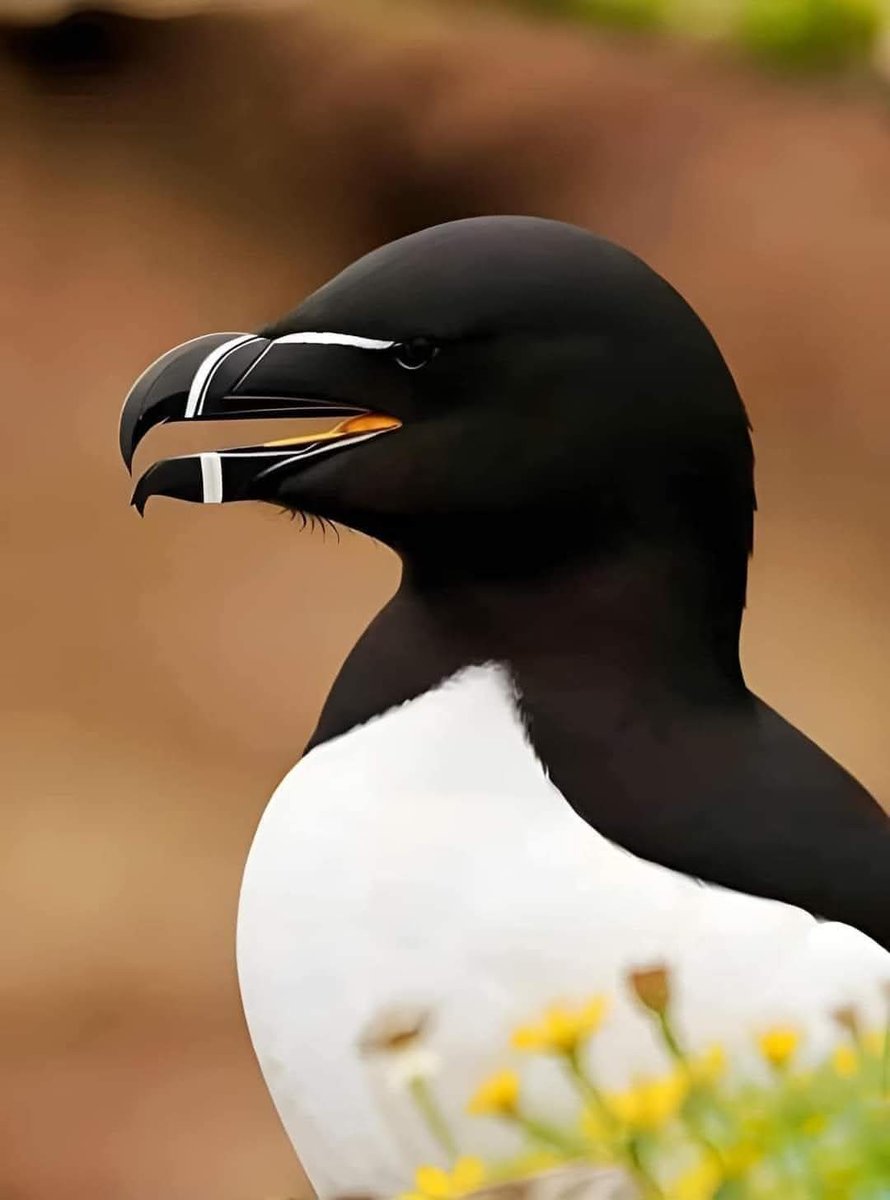 thepatriotsasia's tweet photo. Kehebatan Burung Razorbill: Makhluk Allah yang Mencabar Logik Manusia

Keunikan dan kehebatan Burung Razorbill, bukti kekuasaan Allah SWT. MasyaAllah, ciptaan-Nya begitu sempurna dan menakjubkan! 🌊🐦👇 https://t.co/VU7uufD7Nr