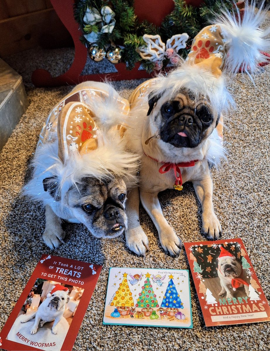 Angel Mushu😇🌈, Zinny🖤, Winny💓 (@mommasboymushu) on Twitter photo Look who sent us #Christmas smiles from across the miles! THANK YOU Nugget & pawrents <a href="/karascraftshack/">Bourbon and Angel Nugget</a>, <a href="/SarahMLdnEnBr2/">Sarah Britain, artist, loves dogs 🌱🐶🎨📝🎶🎄</a>, & King Loki & dad <a href="/KingLok43786090/">King Loki💚</a>. Oh how we treasure your friendship❤️! #MerryChristmas! #dogsoftwitter #FRIENDS4EVER #dogsofX #puglife #Christmas2024 Look who sent us #Christmas smiles from across the miles! THANK YOU Nugget & pawrents <a href="/karascraftshack/">Bourbon and Angel Nugget</a>, <a href="/SarahMLdnEnBr2/">Sarah Britain, artist, loves dogs 🌱🐶🎨📝🎶🎄</a>, & King Loki & dad <a href="/KingLok43786090/">King Loki💚</a>. Oh how we treasure your friendship❤️! #MerryChristmas! #dogsoftwitter #FRIENDS4EVER #dogsofX #puglife #Christmas2024