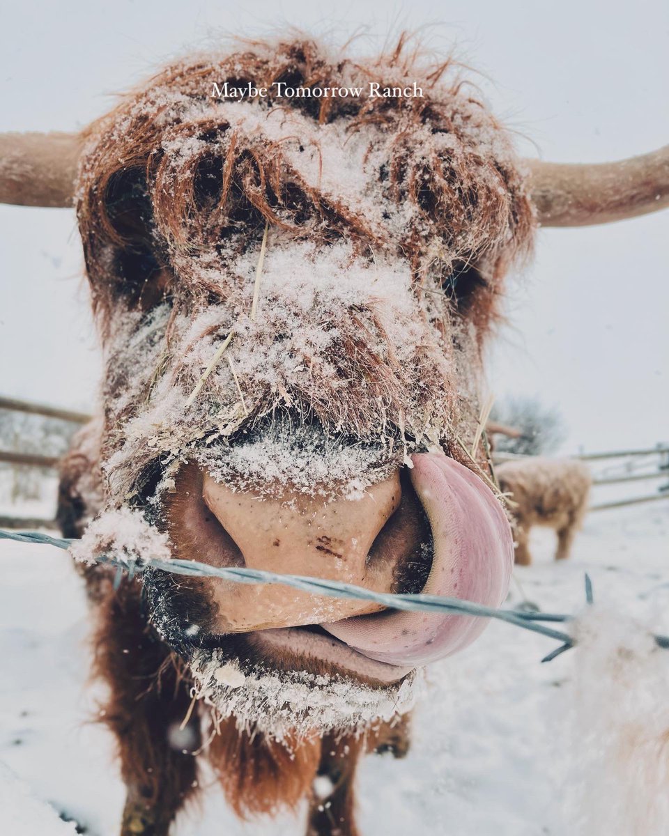 mthranch's tweet photo. When it’s -25C/-13F & our hands are cold we just use cow farts & burps to warm them right up, warm & toasty😂.
#maybetomorrowranch #alberta #highlandcattle #albertafarms #highlands https://t.co/JbNUJXkBH9
