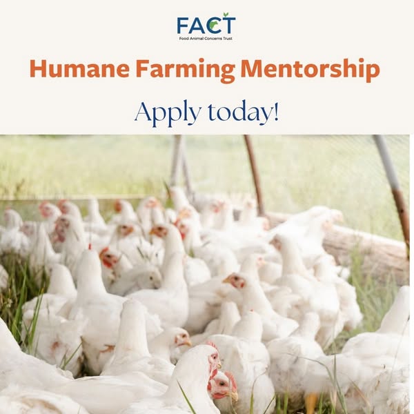 Talk_With_FACT's tweet image. Our Humane Farming Mentorship Program has been updated.  We have programs for beginning farmers &amp;amp;  production farmer looking to take your farm to the next level. Apply before the deadline of January 5, 2025. foodanimalconcernstrust.org/mentorship