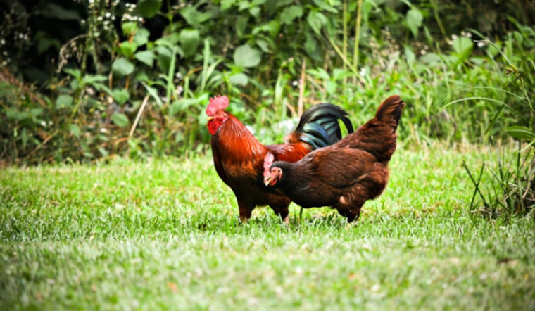 AponiaAnalytics's tweet photo. Galveston County Reports First Bird Flu Case in Texas City, Health Officials Urge Caution
@Hoodline
#Galveston #Texas #BirdFlu #CDCgov #H5N1 #HumanCase https://t.co/m8YPSbgRH4