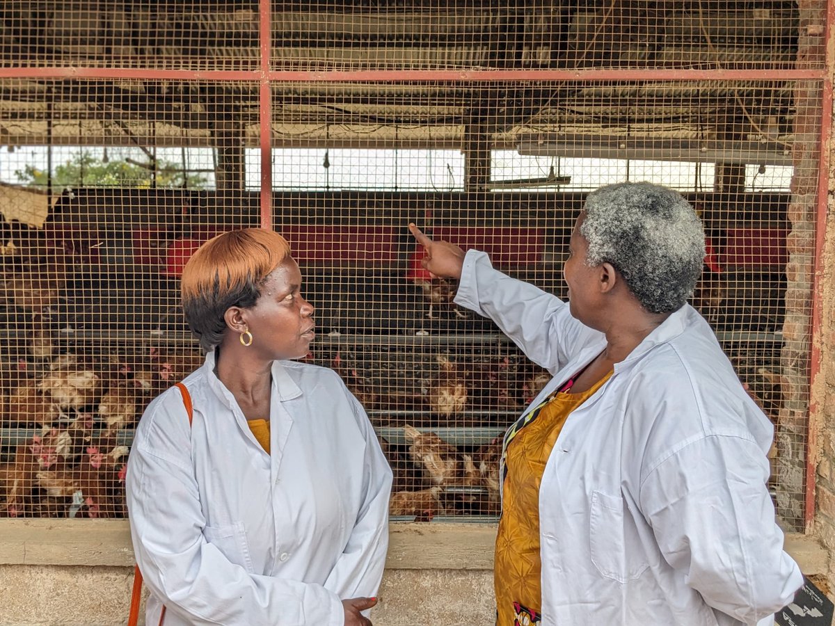 p_dusabimana's tweet photo. First day of the Poultry Business Tour organized by @FeedtheFuture Rwanda @OroraWihaze ended with the Trip to @Abusolltd Farms located in Mayange Sector, @BugeseraDistr to gain insights on their production systems and witness the practical benefits of the best practices.

One of the interesting innovations at @Abusolltd is BSF Facility, which was built to find alternative protein sources for feed formulation. This technology is expected to minimize feed costs which accounts for most of total farm input costs while enhancing overall farm profitability.

As a well-established modern poultry farm, @Abusolltd has demonstrated the implementation of innovative poultry farming techniques, including rigorous biosecurity measures to minimize disease outbreaks, outstanding feed management and housing systems to maximize production.

The participants were eager to learn more as they equip themselves with practical strategies to revolutionize their poultry farms.

Let's look forward to further transferrable experience tomorrow in @KayonzaDistrict as we wrap up the tour. Stay tuned.

#ROWImpact #OroraWihaze #Poultry #Agribusiness