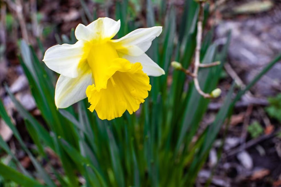 Imotha1's tweet photo. #FlowersEdition💐
#No9 

Sunovrat/Narcisa (Narcissus) https://t.co/DSeFTRb9ZY